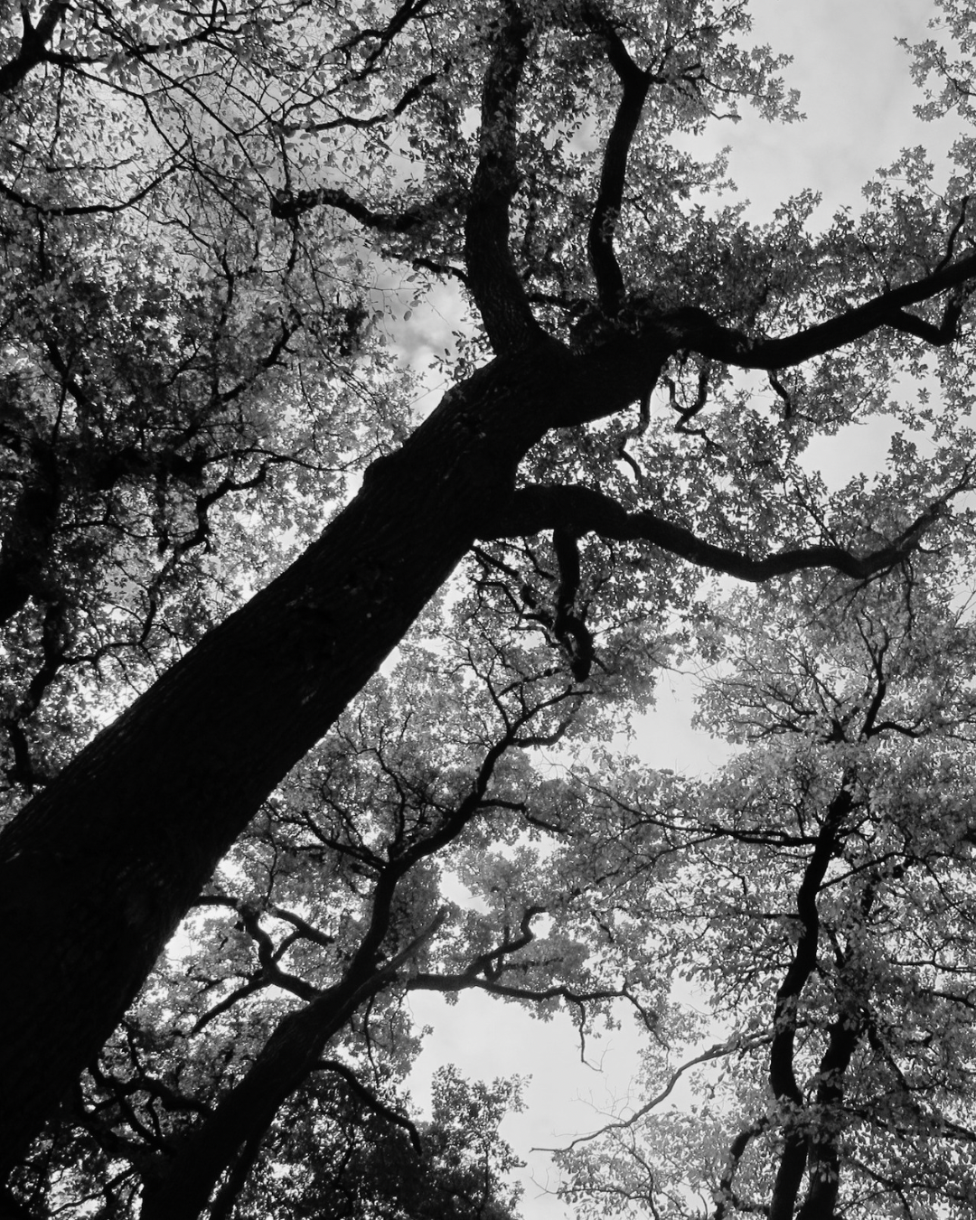 It’s not about hugging trees, baby