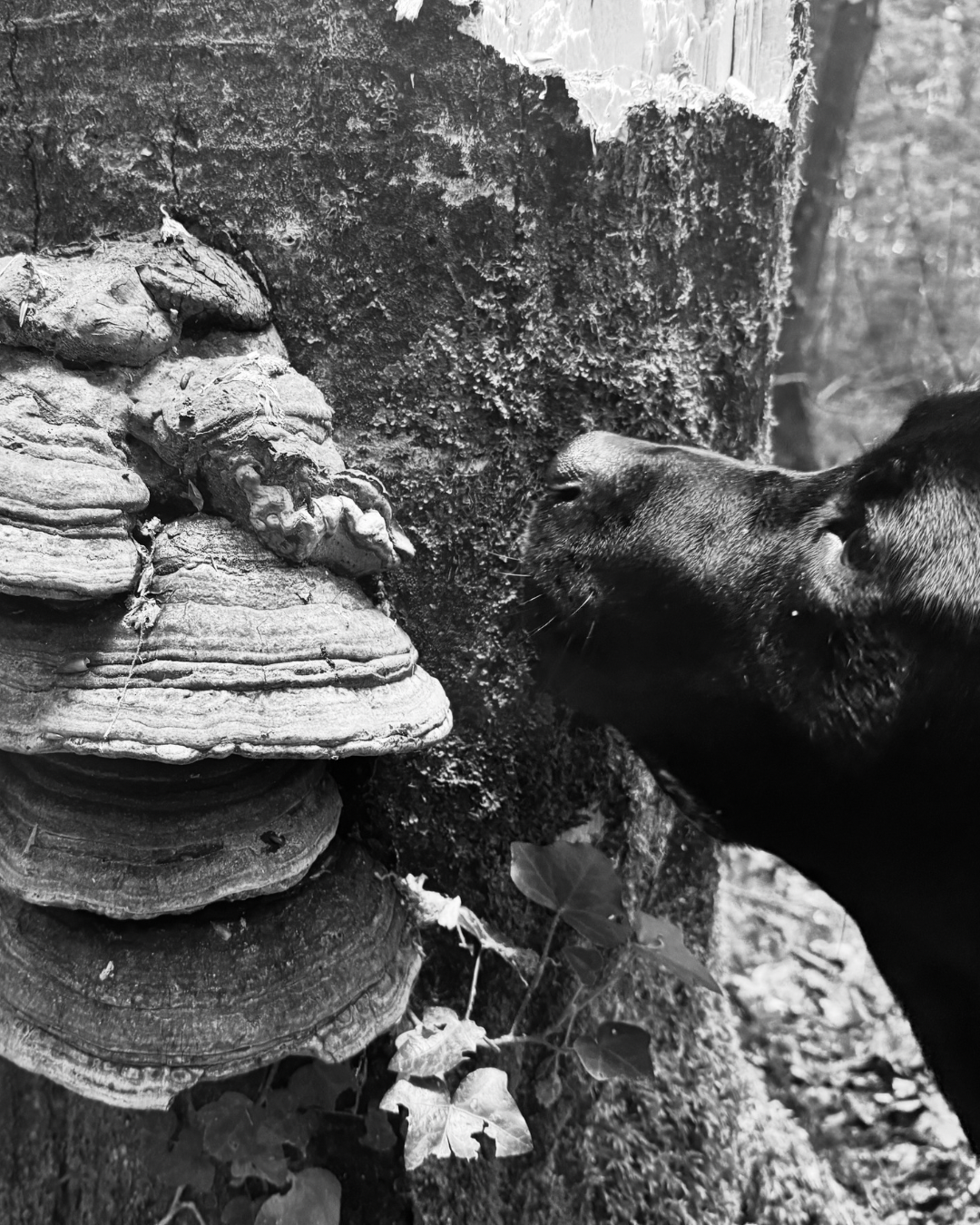 “Of the Mushroom”
