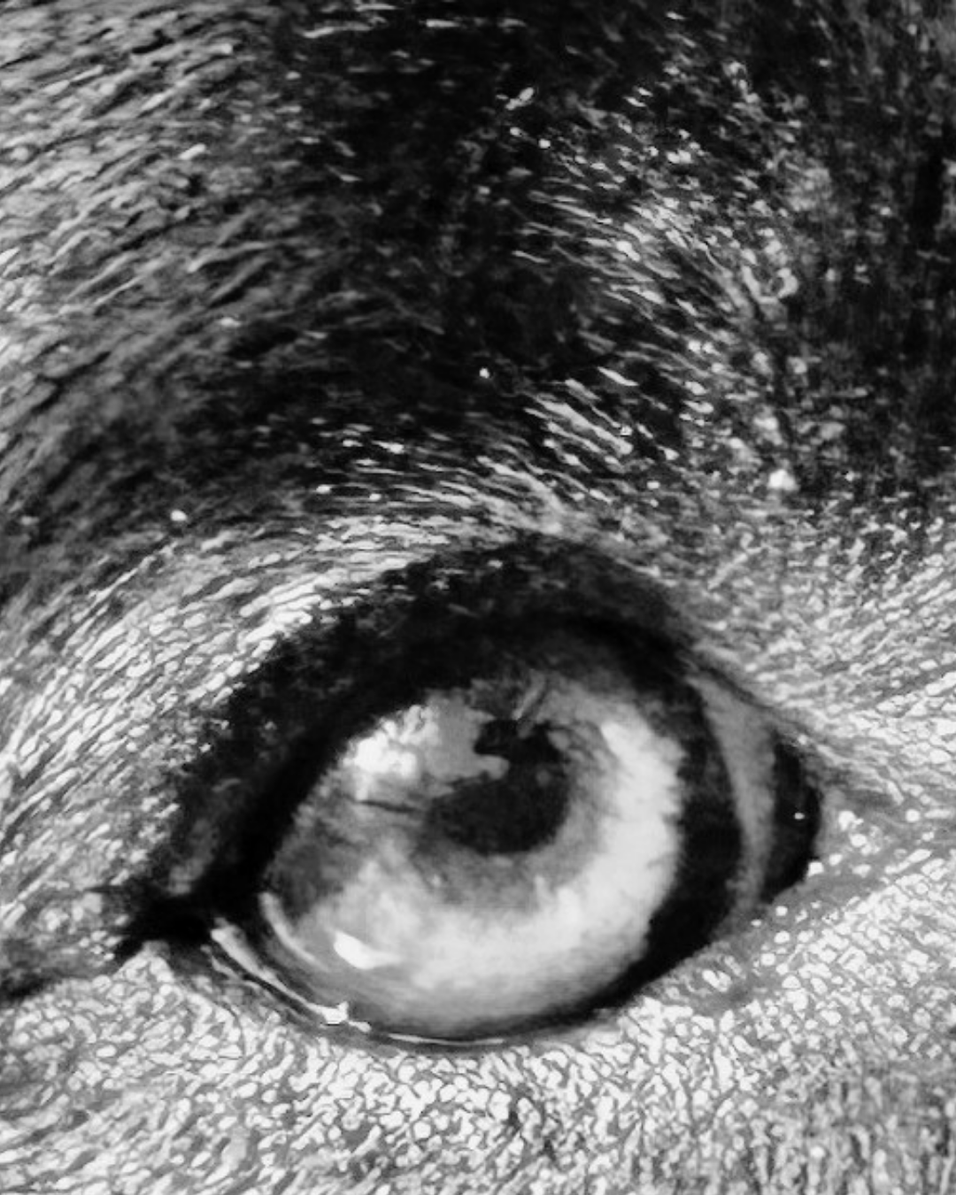 “Through the looking-glass”